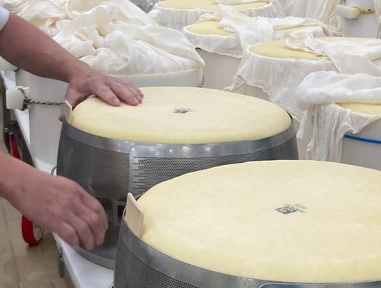 Atelier de fabrication fromagère montrant de grandes meules de fromage en cours de pressage dans des moules métalliques, entourées de toiles de drainage et manipulées par un opérateur.