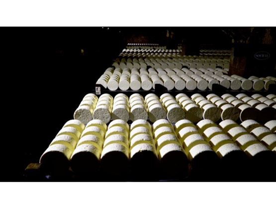 Cave d'affinage fromages alignés 