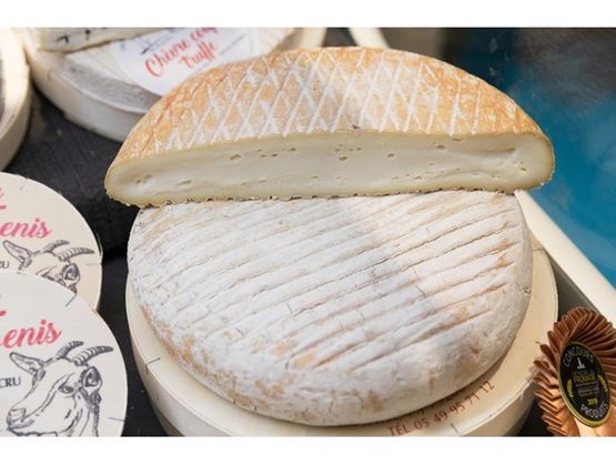 Cheese pieces displayed at the Cheese and Dairy Products Fair