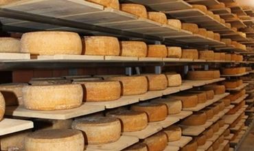 Meules de fromage affinées sur des planches en bois dans une cave d’affinage.