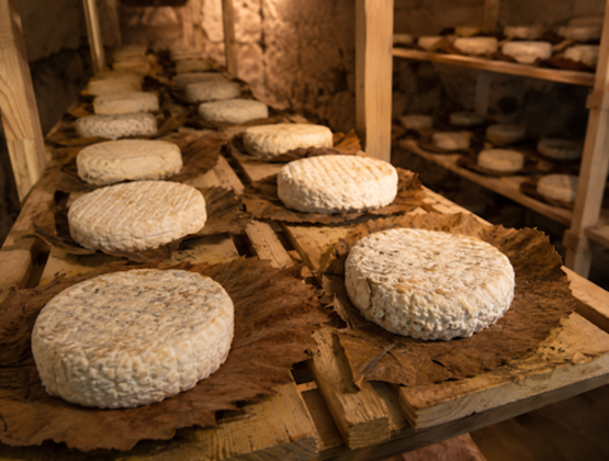 Fromages Mothais sur feuille en cours d’affinage sur des claies en bois dans une cave artisanale.