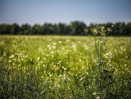 Prairie verdoyante parsemée de fleurs sauvages sous un ciel bleu, bordée d’arbres à l’horizon.