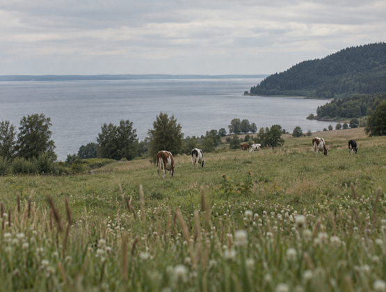 Vaches pâturant dans une prairie au bord d’un lac, dans un paysage rural.