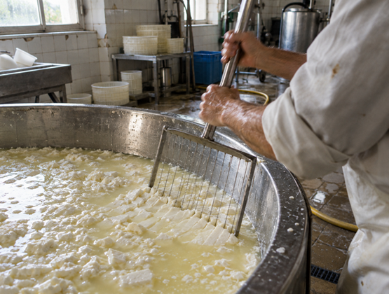 Fromager découpant le caillé dans une grande cuve en inox à l’aide d’un tranche-caillé.